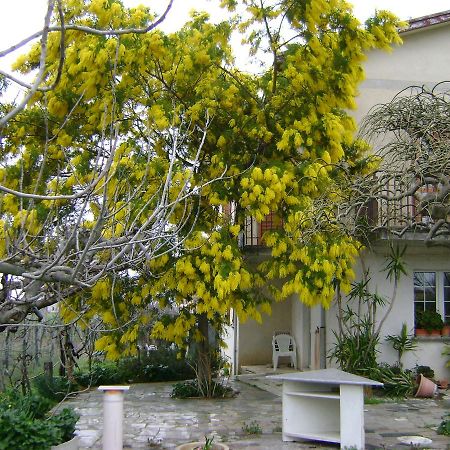 B&B La Mimosa Spello Zewnętrze zdjęcie