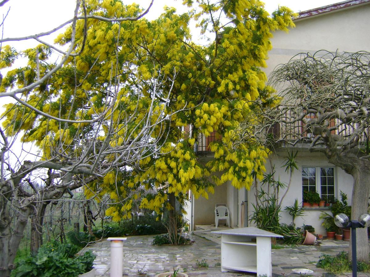 B&B La Mimosa Spello Zewnętrze zdjęcie